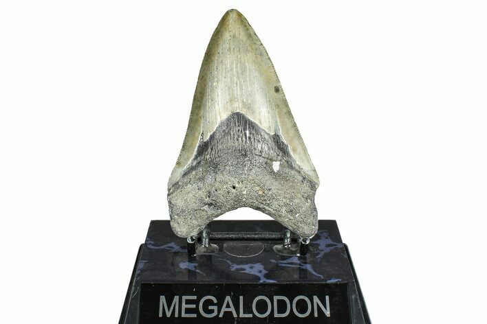 Serrated, Fossil Megalodon Tooth - North Carolina #371661